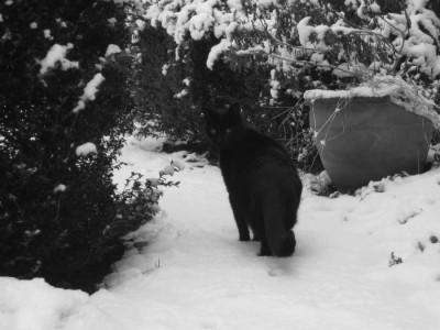 SchneeTiger.JPG