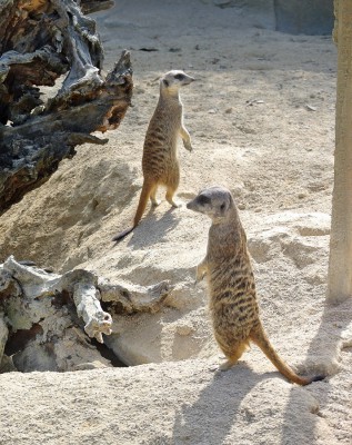 Erdmännchen.JPG