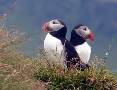 Papageientaucher in Island klein.JPG