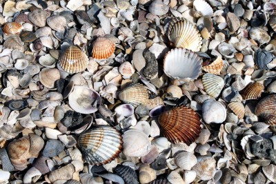 Muscheln.jpg