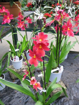 orchideen.JPG