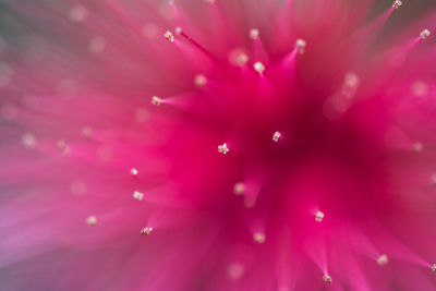 PINK.jpg