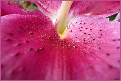 P1070591-pink.jpg
