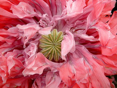 Mohnblüte 6239.jpg