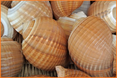 Muscheln.JPG