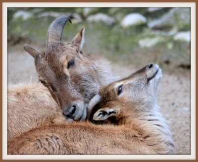 080321_1455_Hagenbeck.jpg