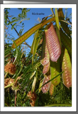 klappkarte_Rueckseite.jpg (77.98 KiB) 38154 mal betrachtet klappkarte_Rueckseite.jpg