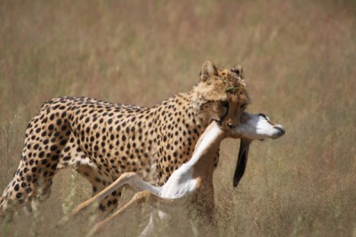 Kgalagadi_2011-361-klein.jpg