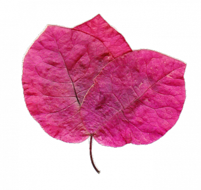 Bougainvilla.png