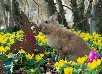 Kisses_Winterlinge_D-xxk.jpg