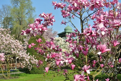 Magnoliengarten in der Wilhelma.JPG