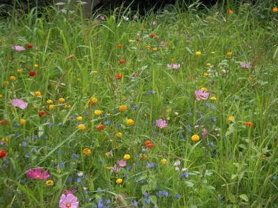 bunte Blumenwiese.jpg