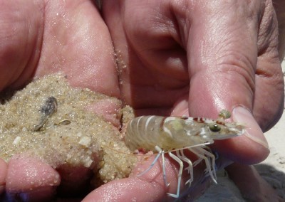 Scampi.jpg