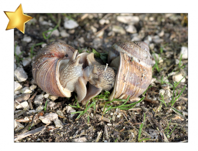 Boni-SilberDistel.PNG