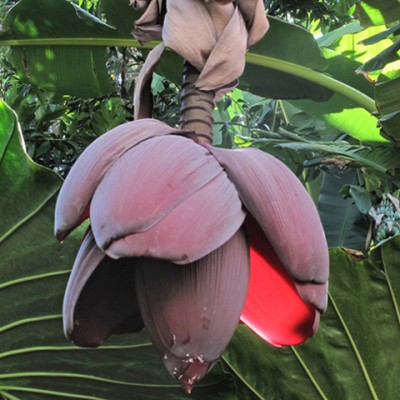 Bananenblüte.jpg