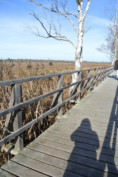 Federsee.JPG