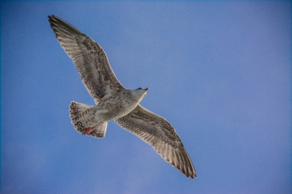 Möwe.jpg
