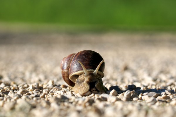 Renn-Schnecke.jpg