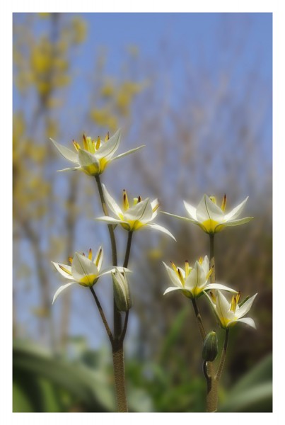 2017-03-Frühling2.jpg