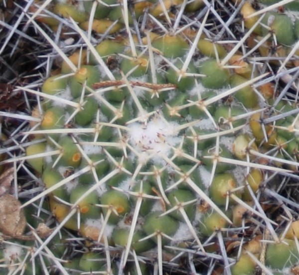 Kaktusrosette.JPG