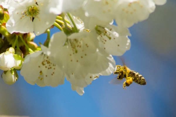 Bienen 2017-47.jpg