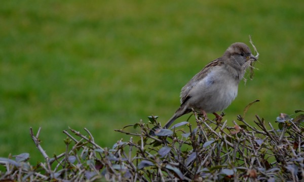 DSC_0259.JPG