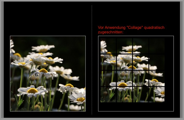 Collage2a.jpg