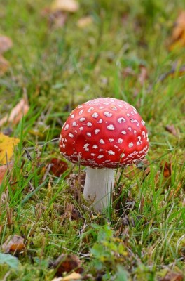 DSC_0082.jpg
