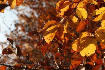 Der_Herbst_malt_bunt2.jpg