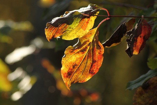 LeuchtenderHerbst.jpg