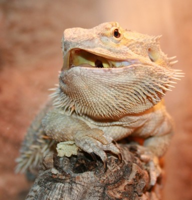 Dickerfoto Kopie.jpg