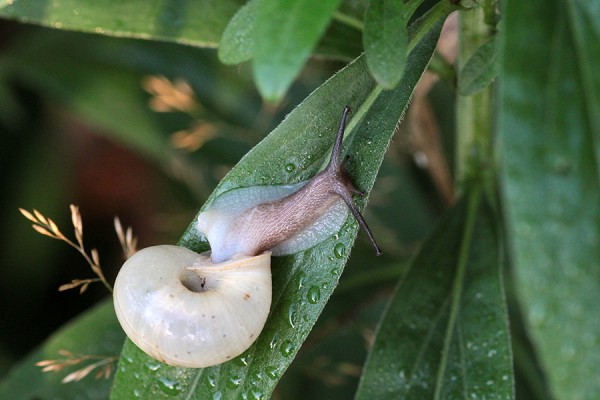 Schnecke_aushäusig.jpg