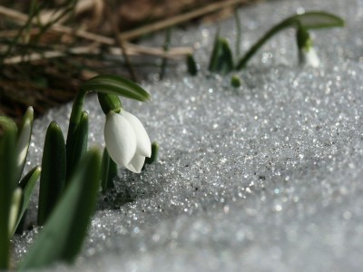 Schneeglöckchen.jpg