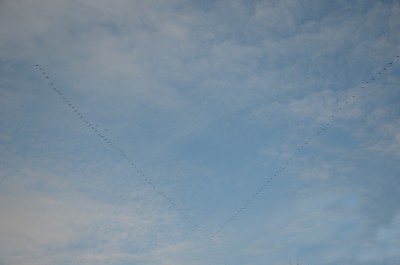 DSC_1548_kl.JPG
