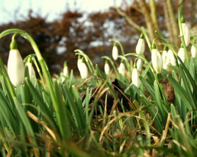 frühling-CEWE.jpg