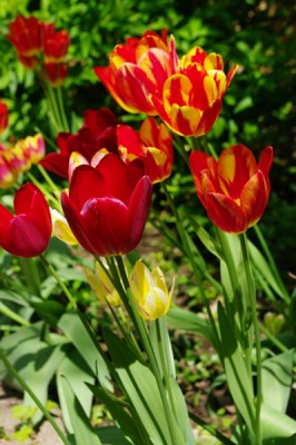 IMGP9964.JPG