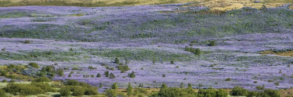 Lupinen Island.jpg