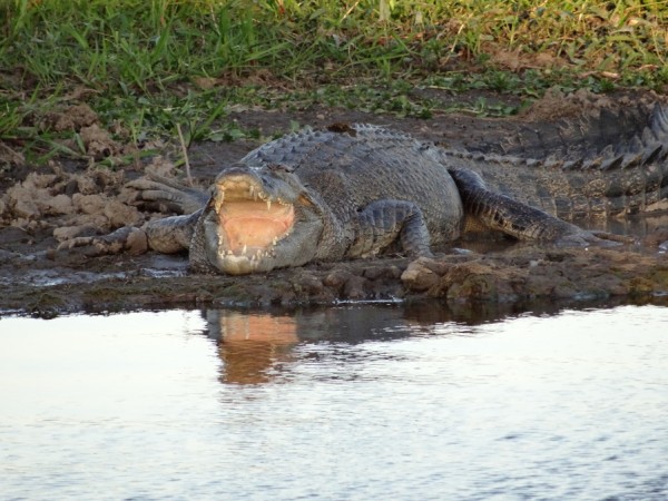 Krokodilv.JPG