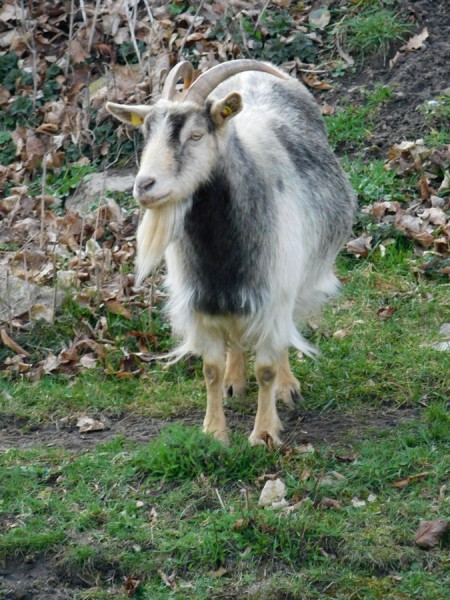 19_05_Ziegenbock.jpg