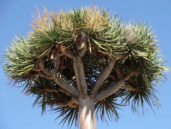 Kanarischer Drachenbaum (Dracaena draco).jpg