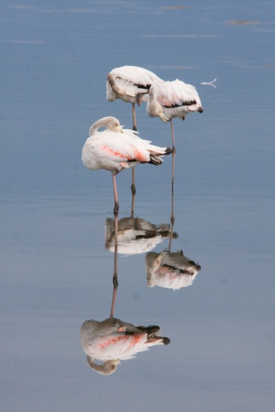 Flamingos-2.jpg