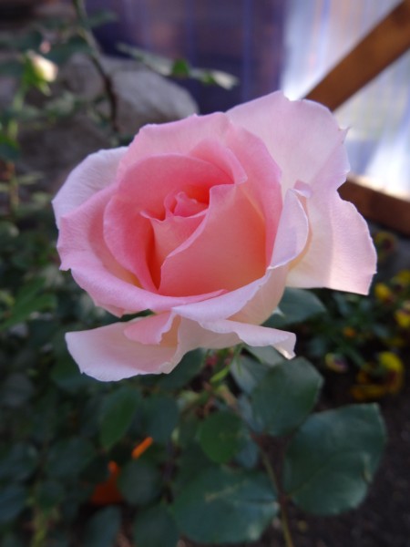 Rosev.JPG