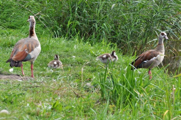 19_05_Nilgans.jpg