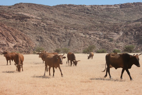 Rinder der Himba.jpg