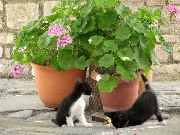 pelargonien_samos899.jpg