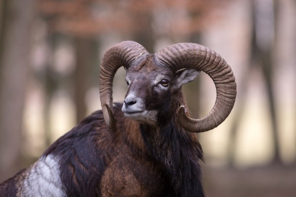 Wildpark2019Neu1ohne.jpg