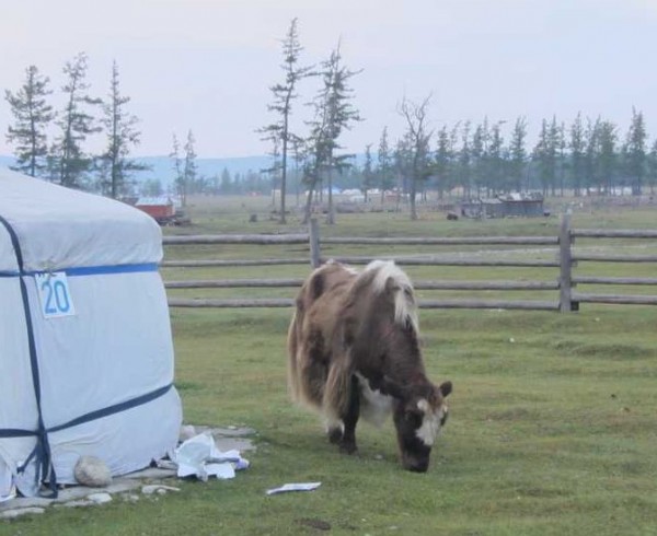 Yak.jpg