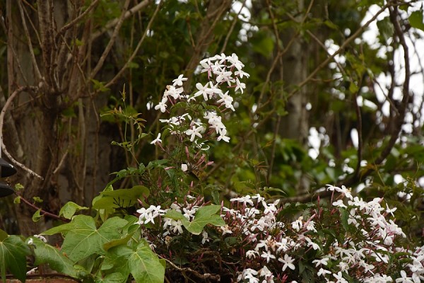 J-DSC_3181.jpg