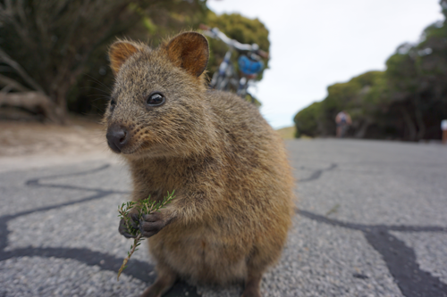 Quokka kopie.png