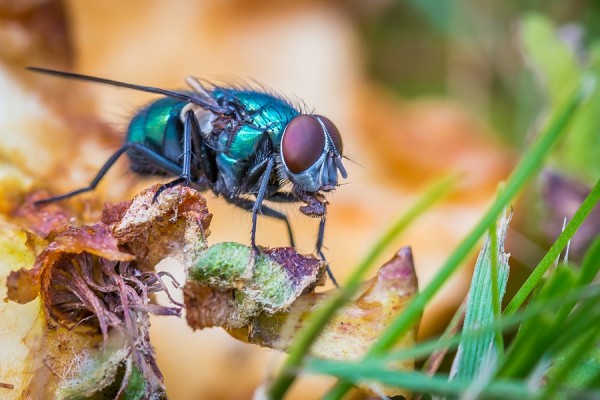 PeFoto Fliege 3Platz.jpg